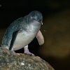 Tucnak nejmensi - Eudyptula minor - Little Penguin o9321